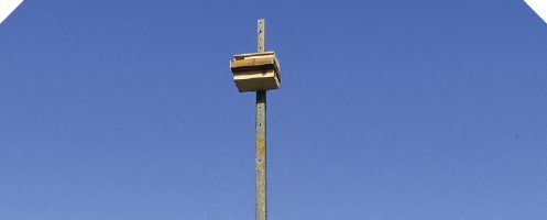 Grupo Aves da Batalha instala caixa-ninho no Vale do Lena